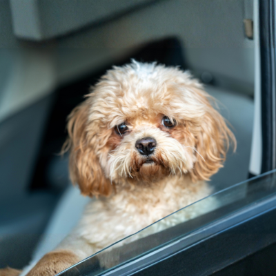 Dog Car Sickness: How to Help Your Dog Enjoy the Ride