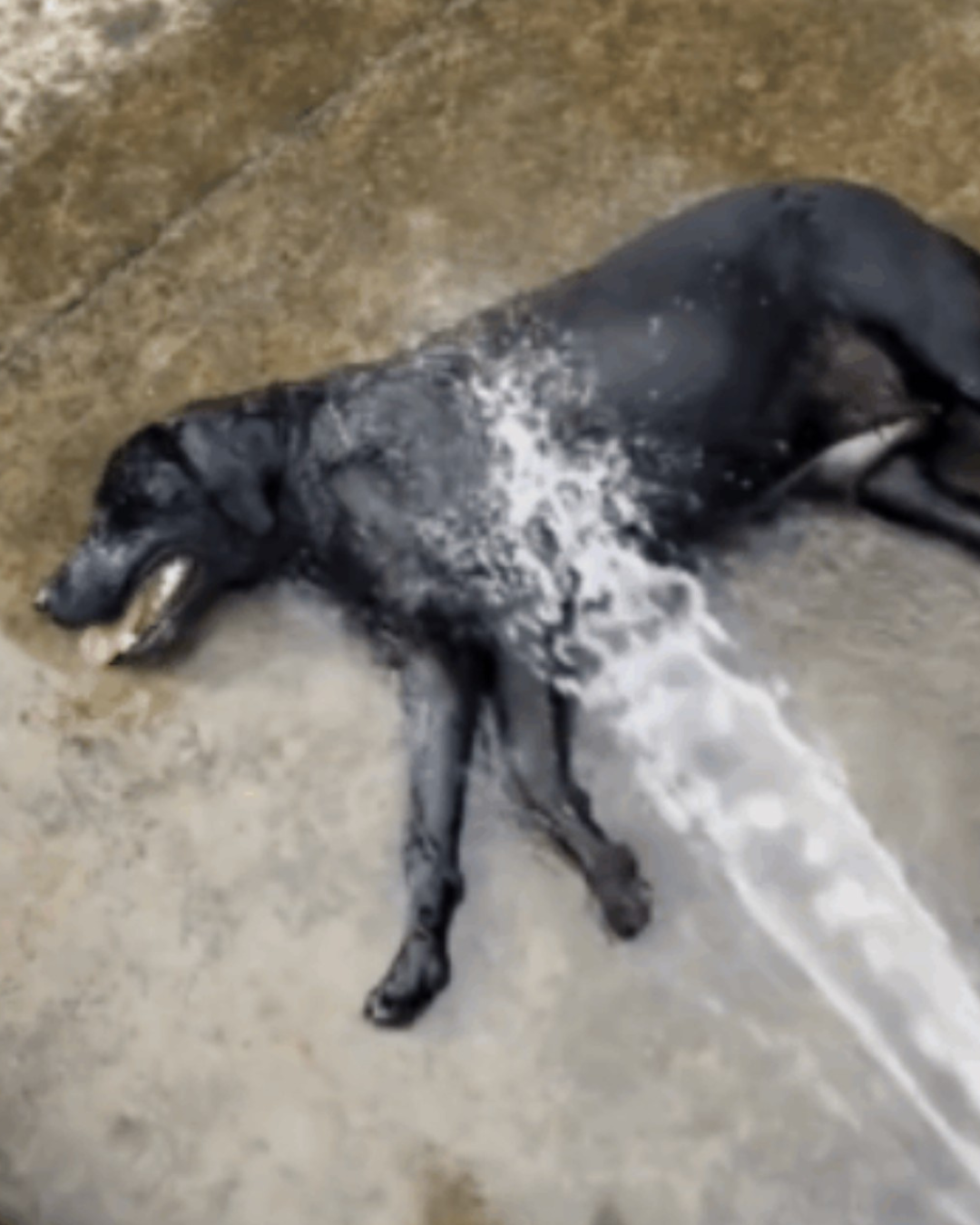5 signs your dog is getting too hot (and what to do)