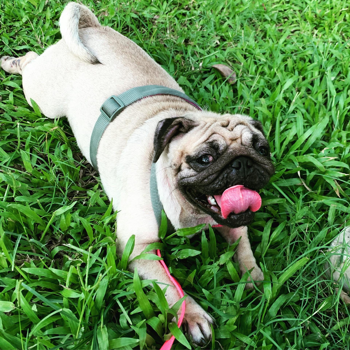 Why flat-faced dogs struggle more in the Australian heat?