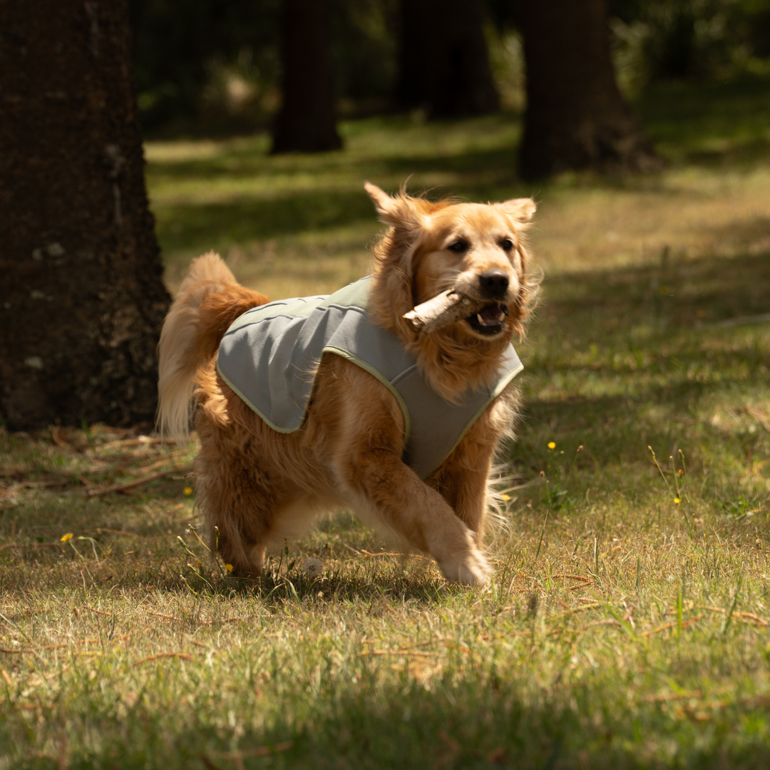 Coolaroo Evaporative Cooling Vest.